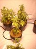 plant pics 004.jpg