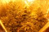 growtent8mar10.jpg