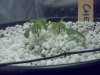 blue cheese day 3.jpg