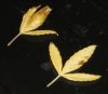 Leaf1.jpg