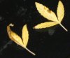 Leaf2.jpg