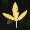Leaf3.jpg