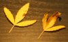 Leaf4.jpg