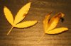 Leaf5.jpg