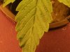 plants 051.jpg