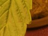 plants 054.JPG