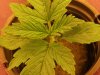 plants 052.jpg