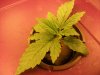 plants 049.jpg