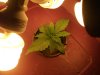 plants 048.jpg