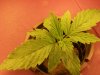 plants 046.jpg