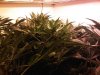 IMG00372-20100310-1702.jpg