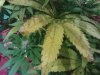 DSC00425.JPG