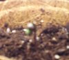 seedling1.jpg