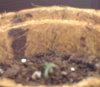 seedling2.jpg