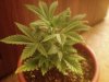 GB-small pot1.jpg