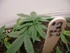 Medical MJ 019.jpg
