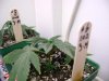 Medical MJ 022.jpg