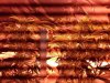 IMG00258-20100314-1407.jpg