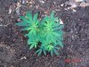 DSC01410.jpg
