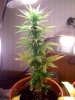 Plant 2.jpg