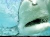 tiger-shark-close-up-516117-sw.jpg
