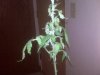 weed (2).jpg