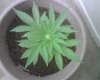 first female two weeks flowering.jpg