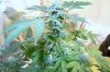 bushy.jpg