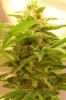 bushy1.jpg