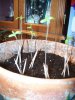 Pot1 watered.jpg