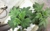 Snapshot_20100314_11.jpg