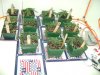 Medical MJ 023.jpg