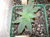 Medical MJ 017.jpg