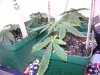 Medical MJ 008.jpg