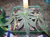 Medical MJ 045.jpg