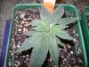 Medical MJ 072.jpg