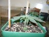 Medical MJ 070.jpg