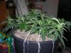 g.c. LST 002 - Copy.jpg