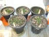 Medical MJ 001.jpg