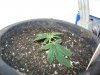 Medical MJ 014.jpg
