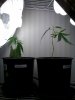 new clones 3-19.jpg