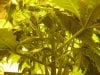 King's Kush - How to open branches out.jpg