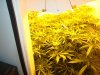 colins weed 061.jpg