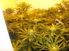 colins weed 062.jpg