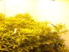 colins weed 065.jpg