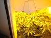 colins weed 063.jpg