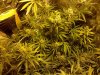 phonepics 006.jpg