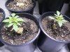 babie pics 009.jpg