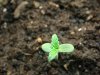 BagseedPlant1.jpg