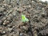 BagweedPlant2.jpg